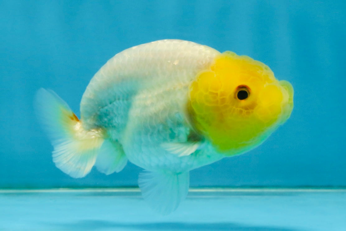 White Lionchu Female 3.5-4 inches #121225LC_14