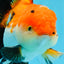 AAA Grade Tricolor Oranda Male 4.5-5 inches #0920OR_19