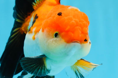 AAA Grade Tricolor Oranda Male 4.5-5 inches #0920OR_19