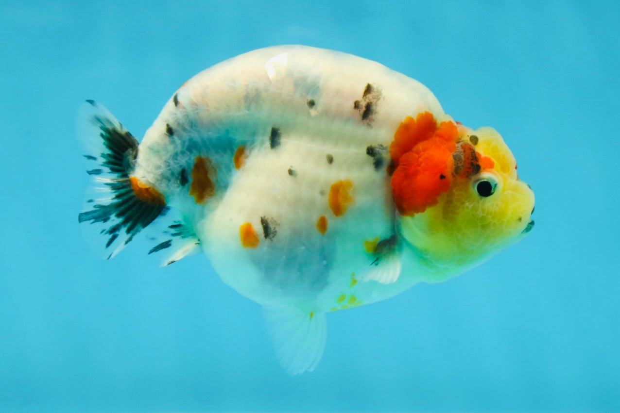 A Grade Cow Tricolor LionQueen 4 inches #050925LC_08