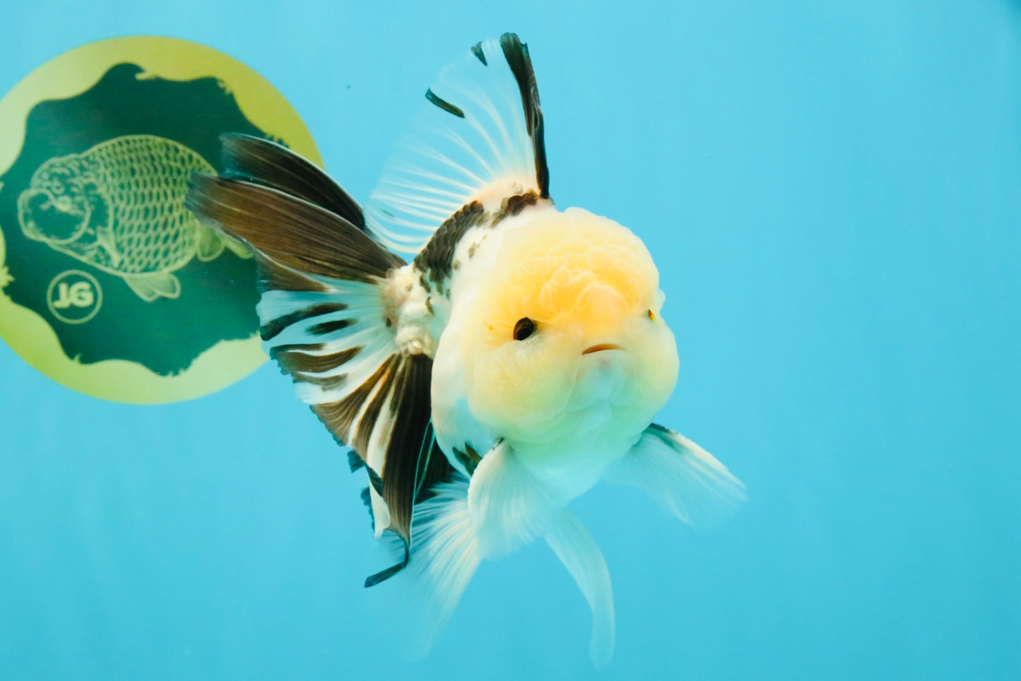 A Grade Panda Oranda Male 5.5 inches #030626OR_23