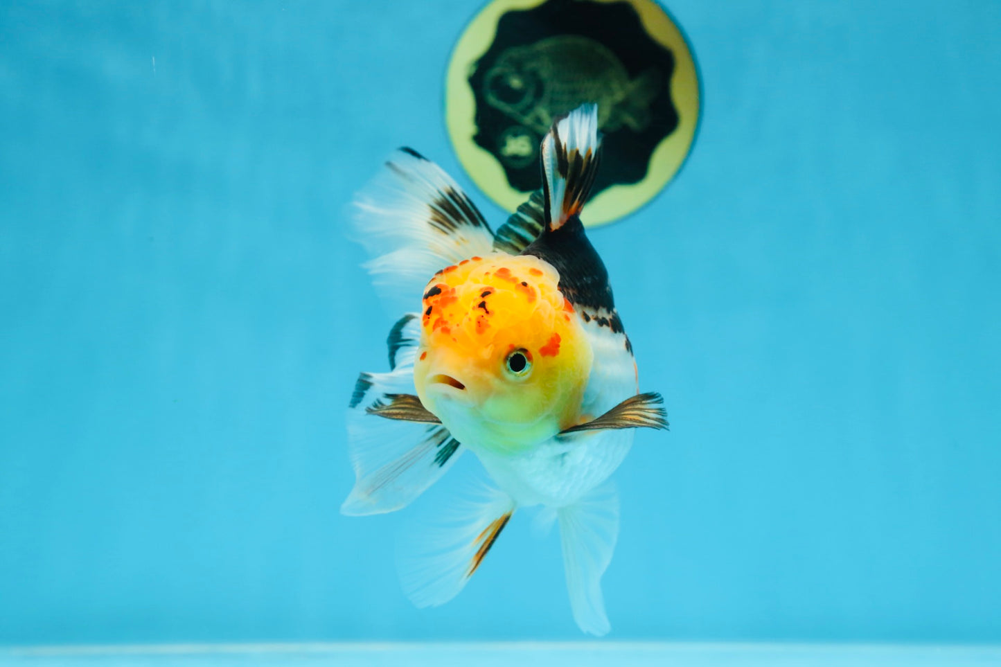 A Grade UNIQUE Tricolor Oranda Male 5.5 inches #072525OR_08