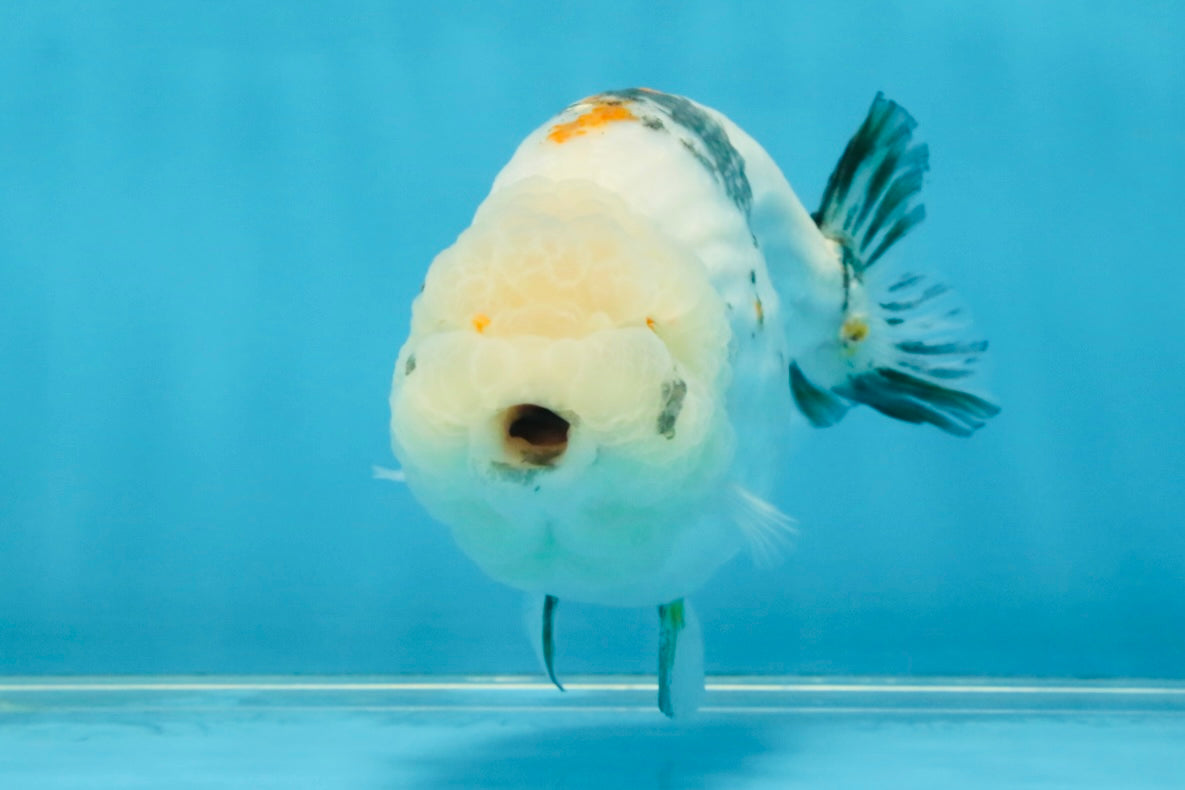 White Sakura LionChu Female 5 inches #121925LC_06