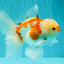 AAA Grade Red White Oranda Male 5.5 inches #062626OR_21