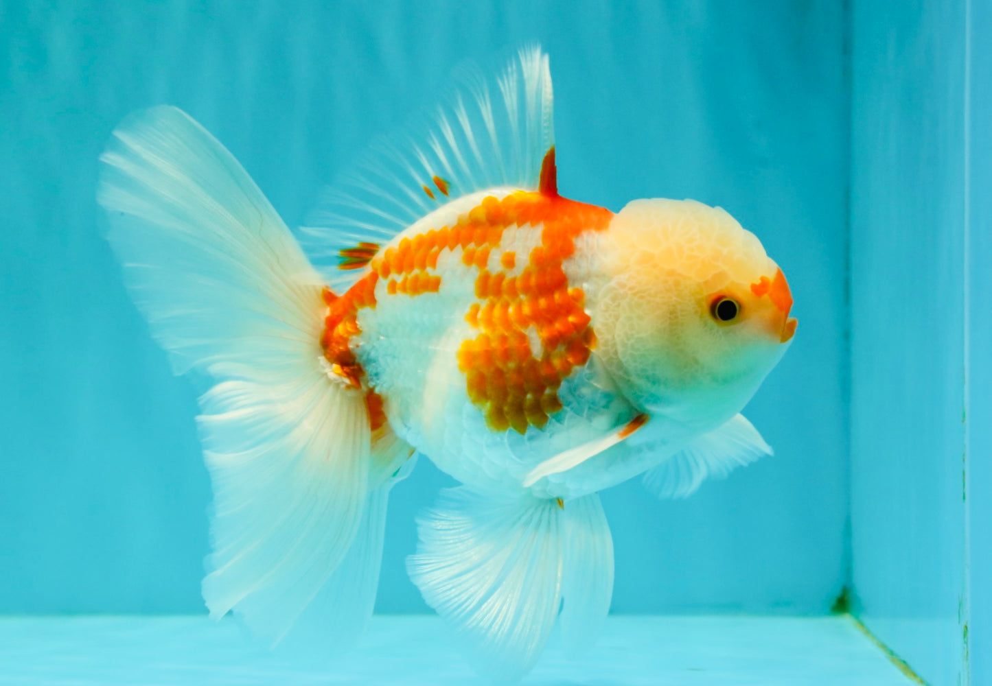 AAA Grade Red White Oranda Male 5.5 inches #062626OR_21