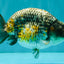 A Grade Strong Body Structure Tiger Ranchu Male 5-5.5 inches #081426RC_22