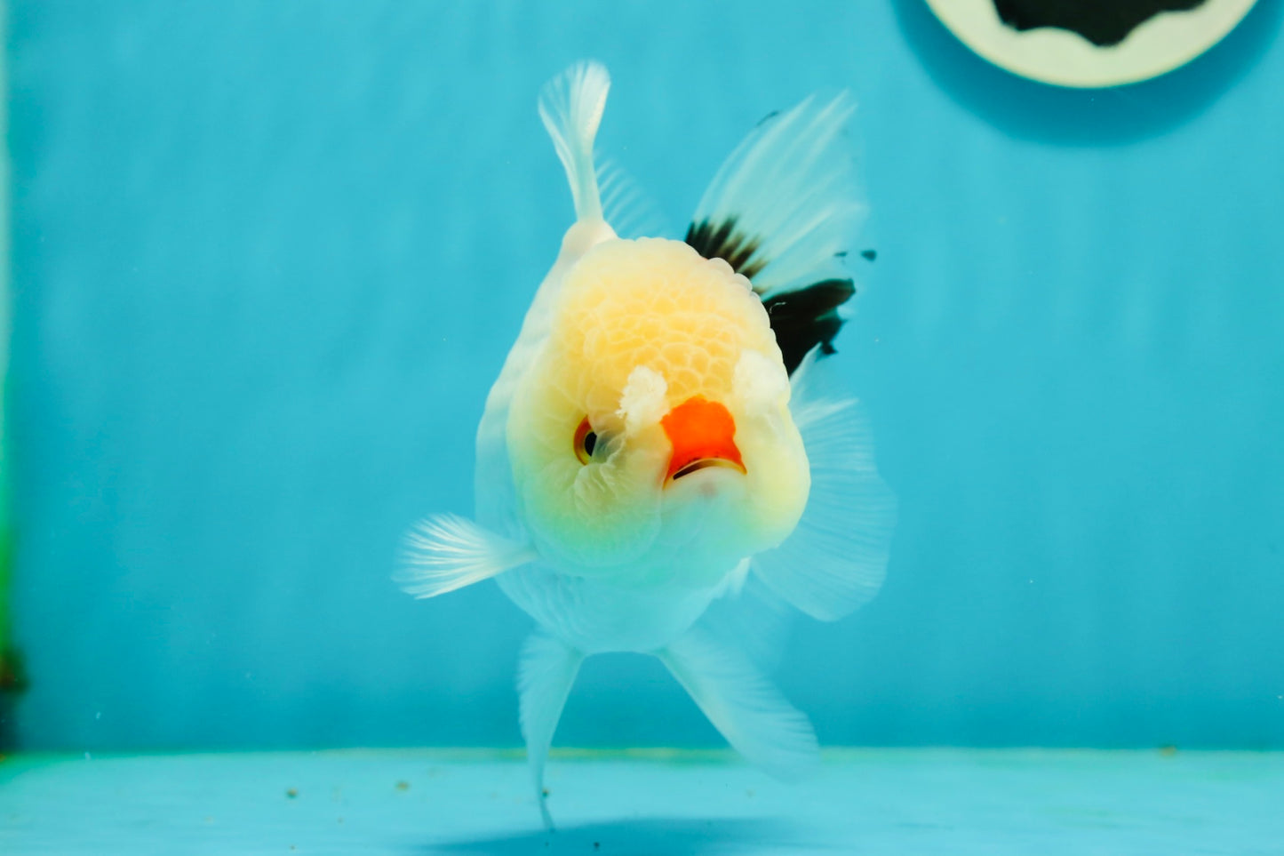 Tricolor Pompom Red Nose Oranda Female 5.5 inches #111524OR_17