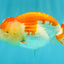 FLUFFY WEN AAA Grade Red White LionQueen 4.5 inches #050126LC_19