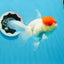 A Grade Red Cap Oranda Female 4.5 inches #0830OR_10