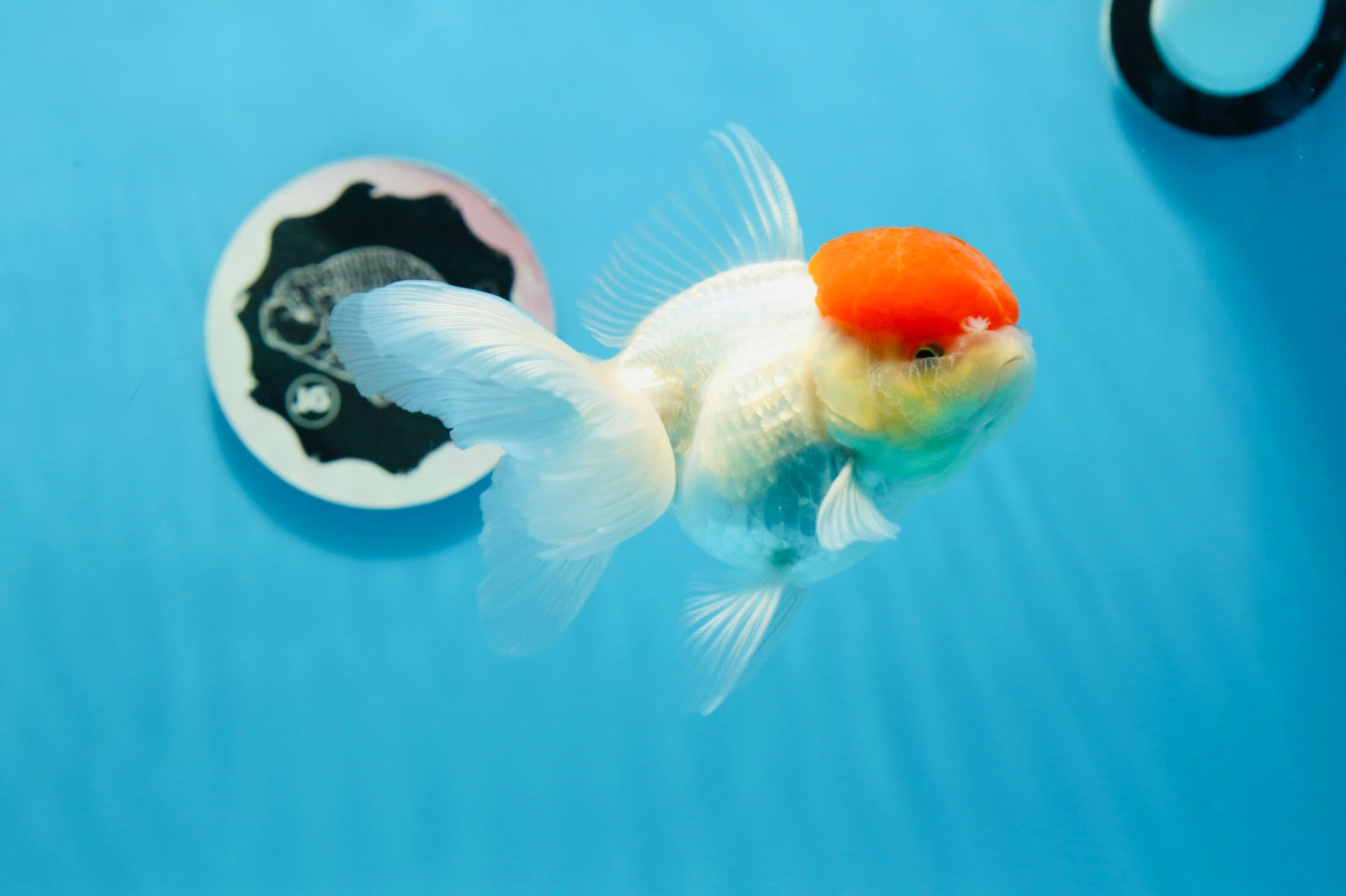 Oranda hembra de gorra roja de grado A, 4,5 pulgadas, n.º 0830OR_10