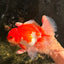 A Grade Red White Oranda Female 6.5-7 inches #050826OR_06