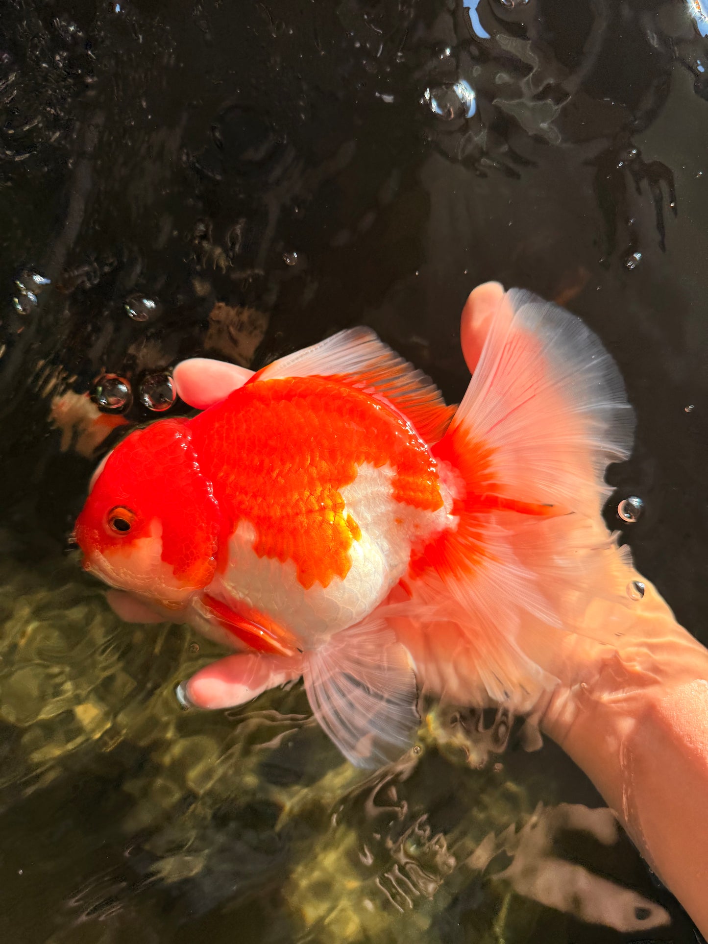 A Grade Red White Oranda Female 6.5-7 inches #050826OR_06