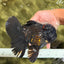 GODZILLA AAA Grade Black Lava Oranda Male 6.5-7 inches #092526OR_02