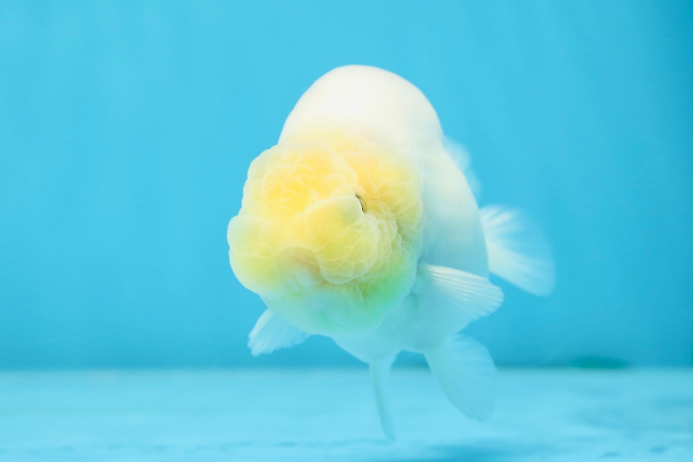 Snow White Sakura Button Eyes Lionchu Male 4-4.5 inches #070425LC_10