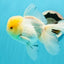 AAA Grade Lemonhead Oranda Male 5 inches #0510OR_09