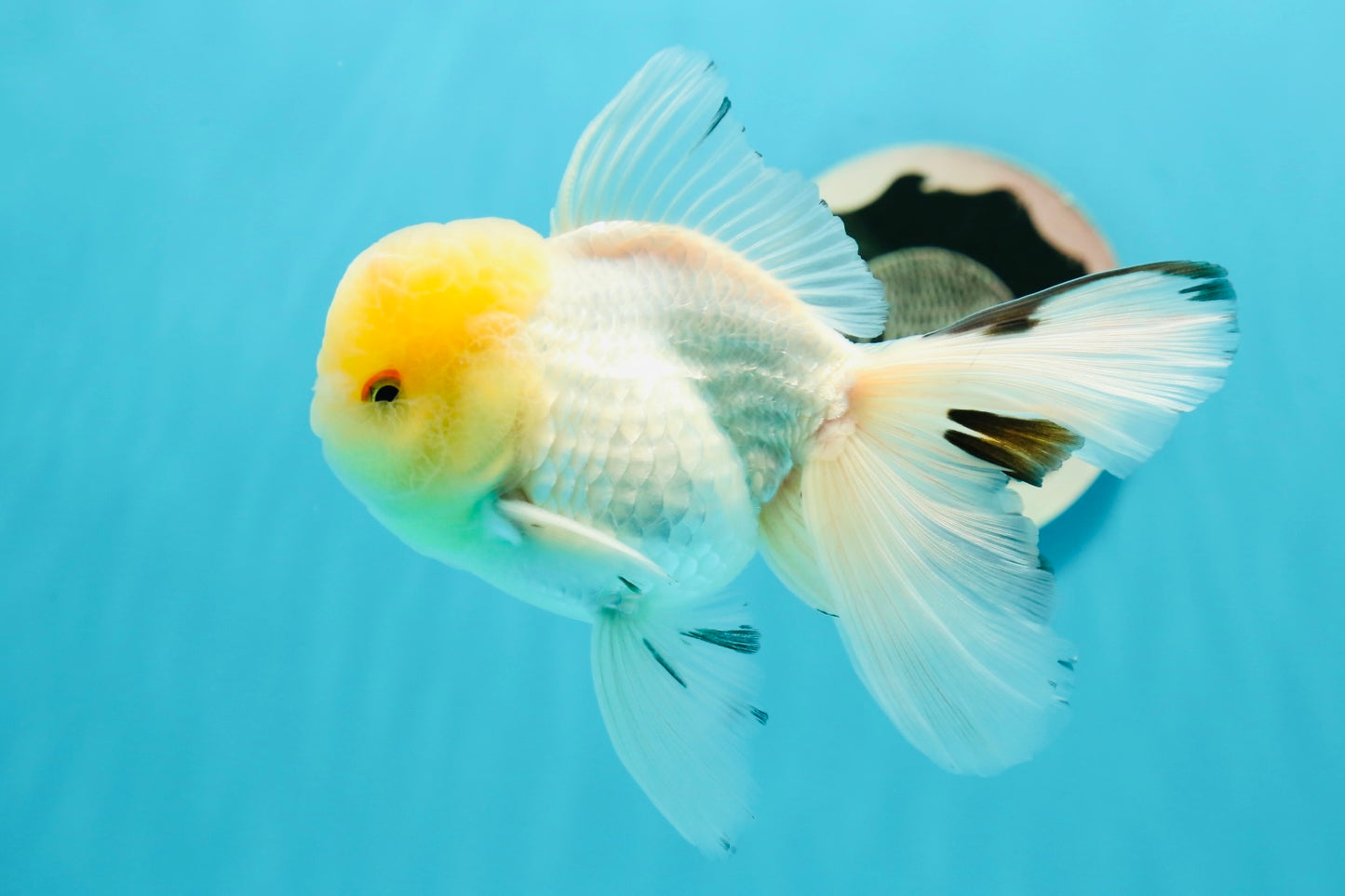 AAA Grade Lemonhead Oranda Male 5 inches #0510OR_09