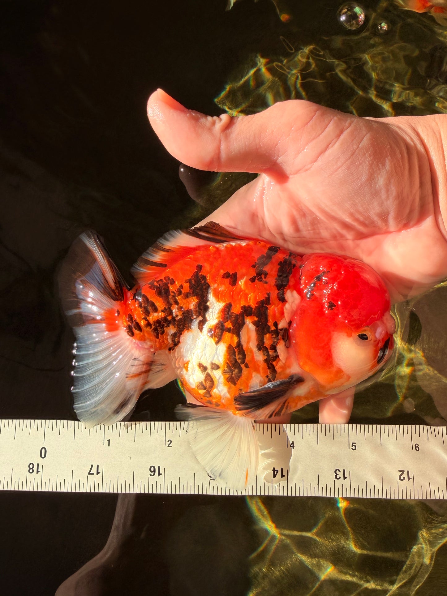 Pompom Tiger Yuanbao Male 5.5 inches #022726YB_07