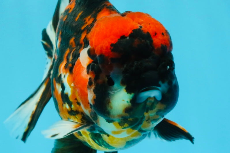 Tiger Yuanbao Male 4.5-5 inches #022726YB_06