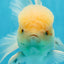 AAA Grade White Oranda Male 5.5 inches #050925OR_45