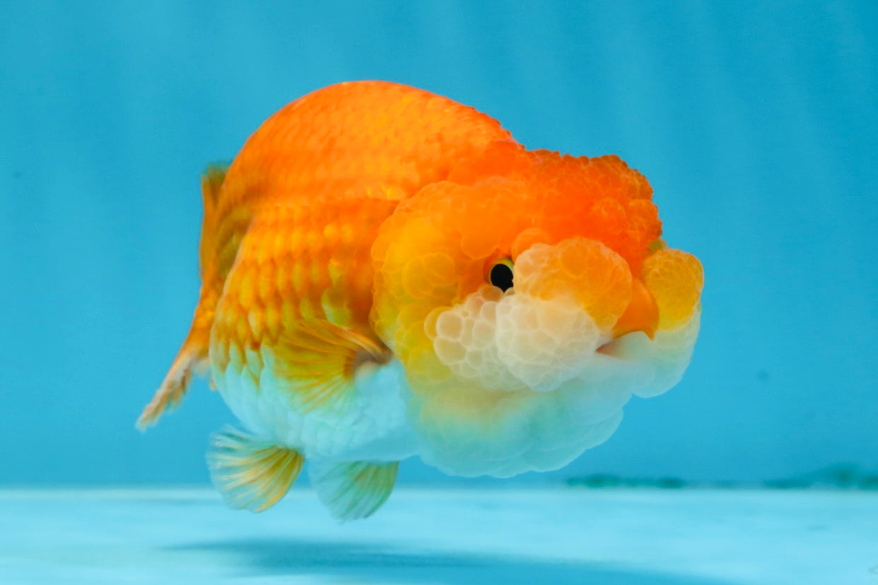 A Grade BIG WEN Red White LionQueen 4-4.5 inches #071125LC_02