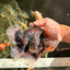 CHUBBY AAA Grade Godzilla Kirin Oranda Male 6.5 inches #050826OR_02