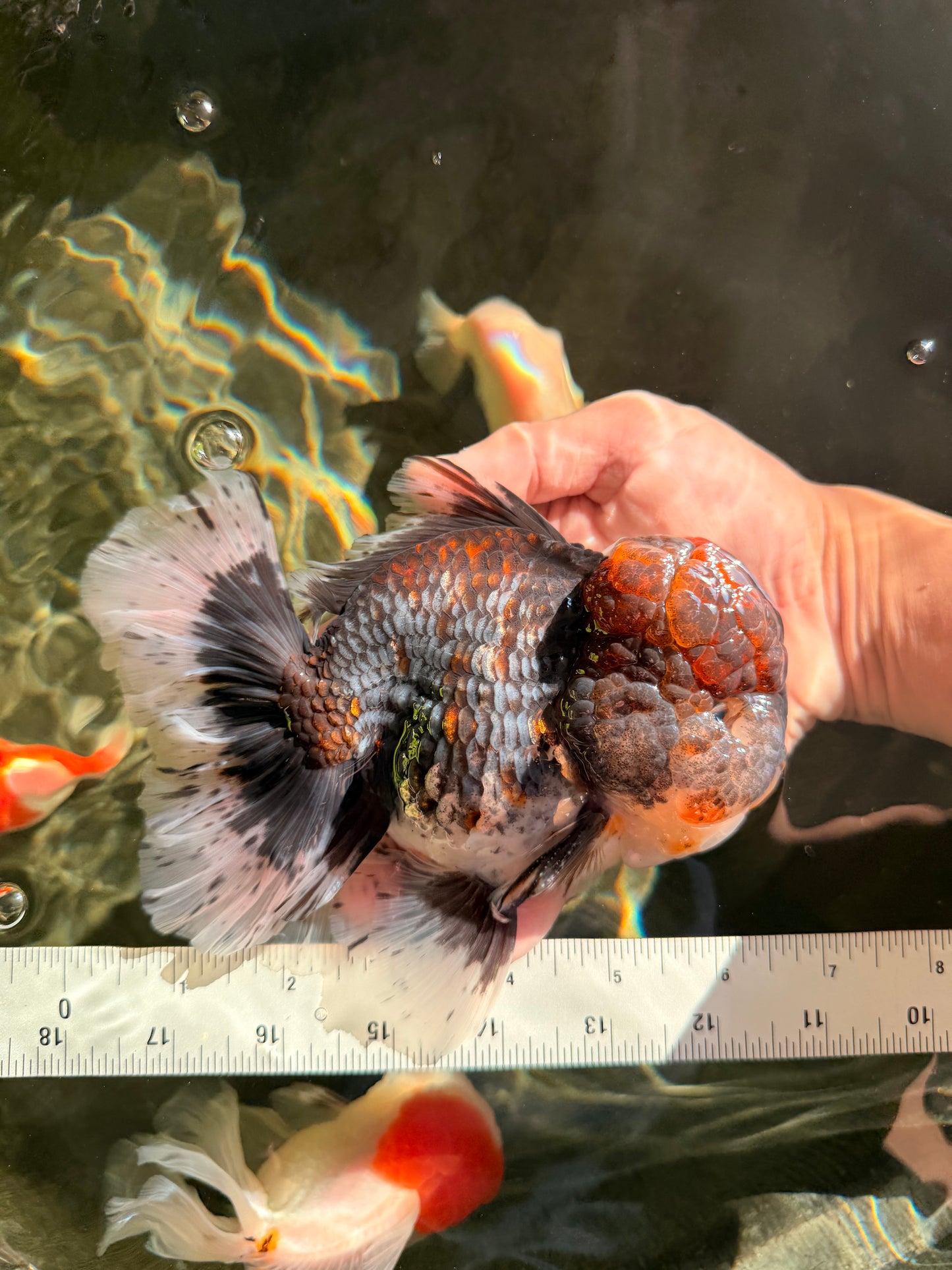 CHUBBY AAA Grade Godzilla Kirin Oranda Male 6.5 inches #050826OR_02