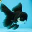 BATMAN A Grade Panda Oranda Male 5.5-6 inches #111425OR_19