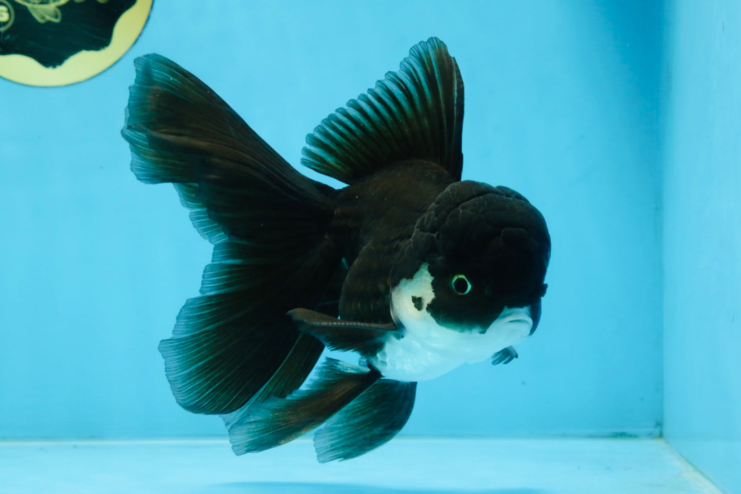 BATMAN A Grade Panda Oranda Male 5.5-6 inches #111425OR_19