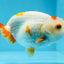 Red White Lipstick Lionchu Male 3.5 inches #0920LC_08