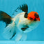 Tricolor Oranda Male 5-5.5 inches #041026OR_12