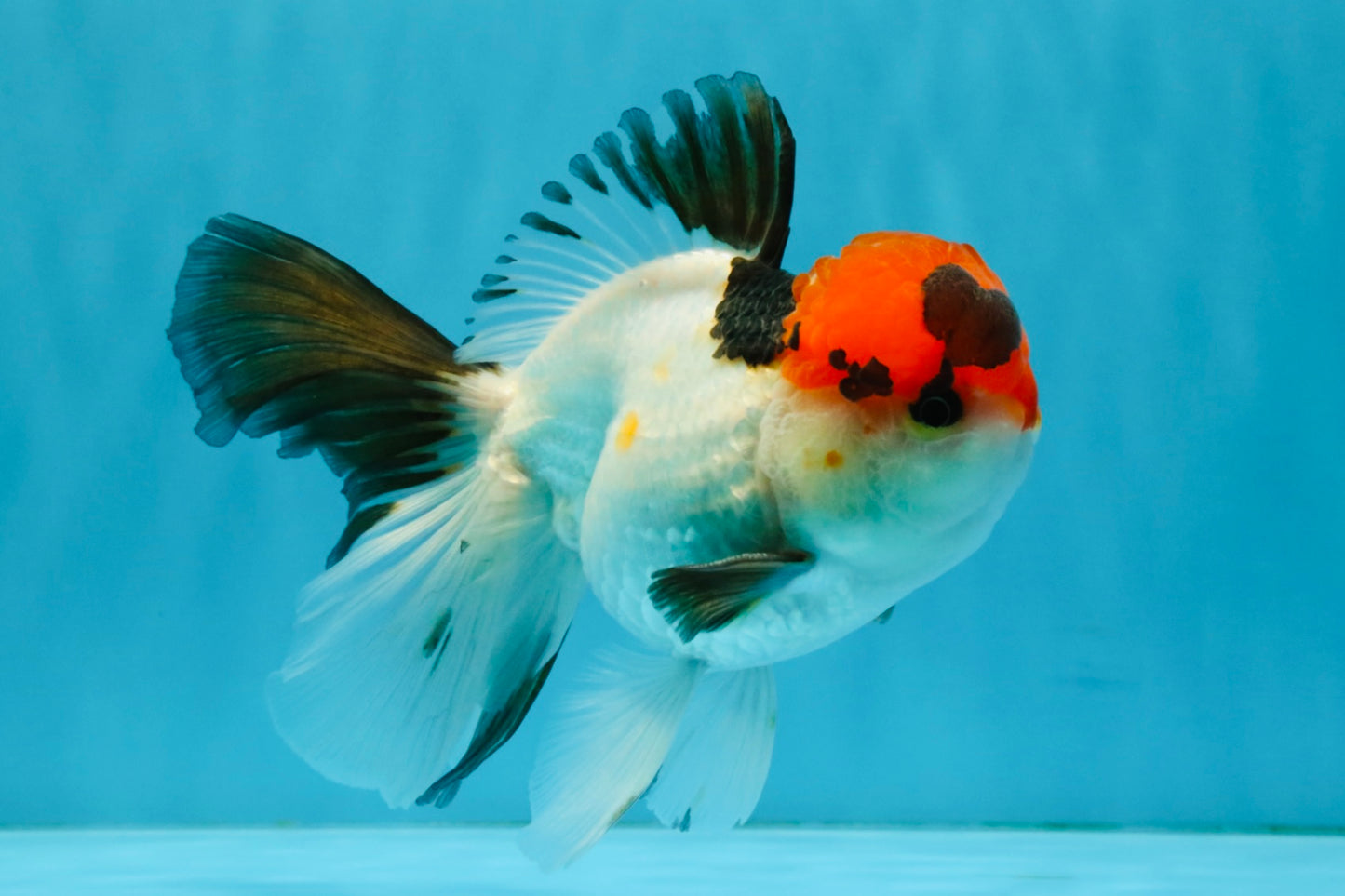 Tricolor Oranda Male 5-5.5 inches #041026OR_12