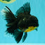 AAA Grade Long Fin Kirin Oranda Male 5.5-6 inches #062626OR_23