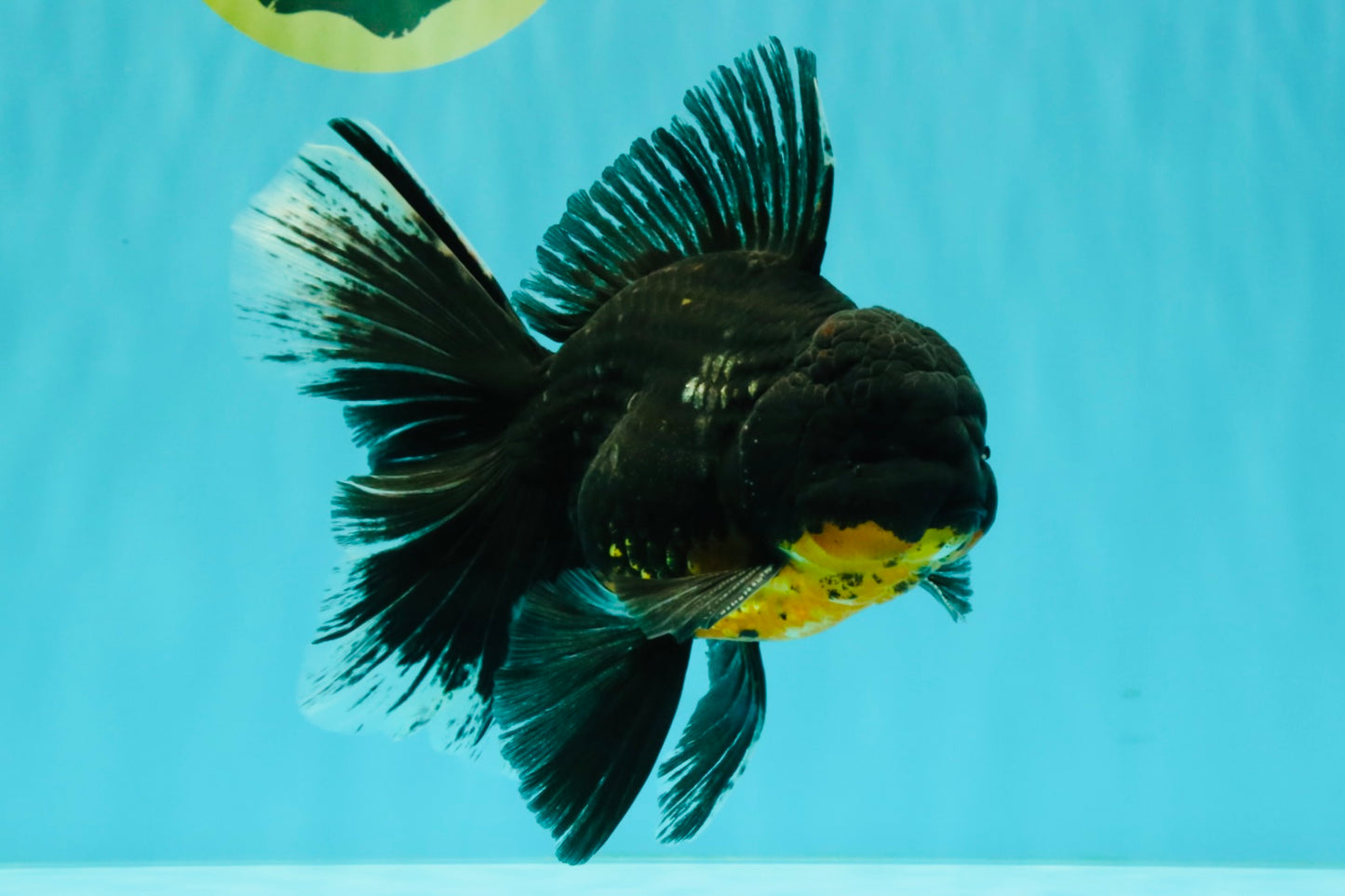 AAA Grade Long Fin Kirin Oranda Male 5.5-6 inches #062626OR_23