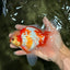 A Grade Kohaku Red White Oranda Male 6 inches #081426OR_09