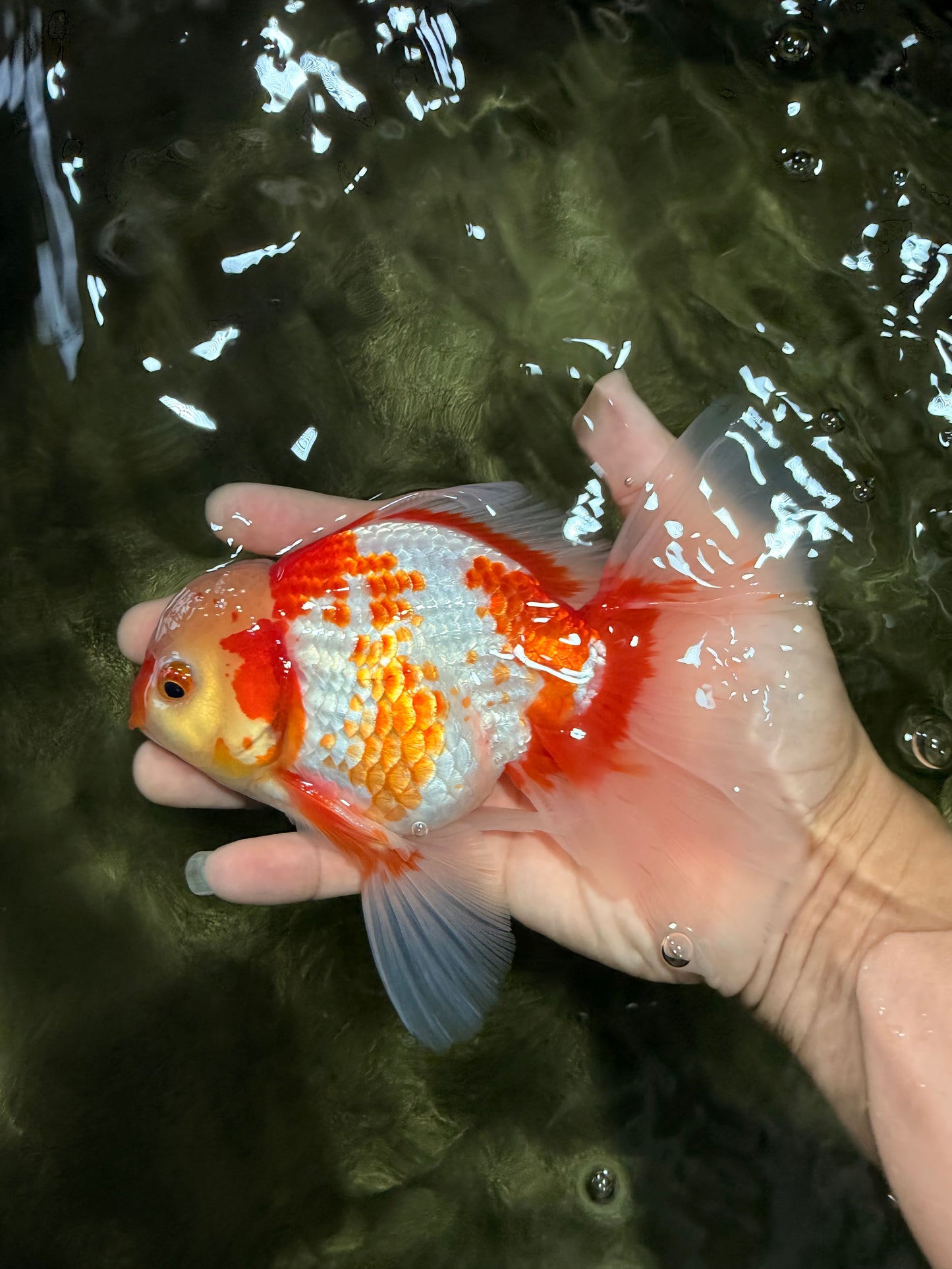 A Grade Kohaku Red White Oranda Male 6 inches #081426OR_09
