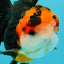 Tricolor Button Eyes Oranda Male 5.5 inches #032026OR_15