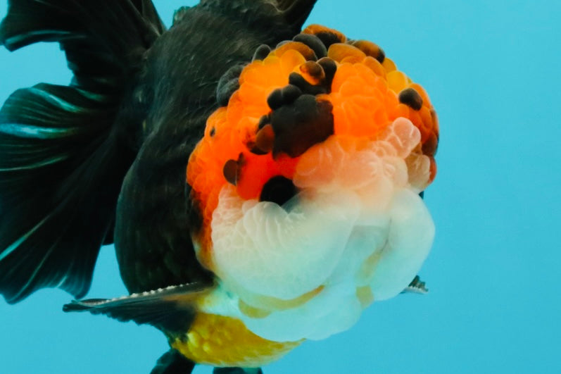 Tricolor Button Eyes Oranda Male 5.5 inches #032026OR_15