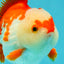SUPER CUTE A Grade Red White Yuanbao Male 5-5.5 inches #041726YB_16