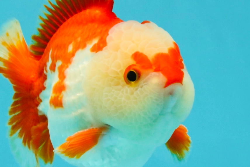 SUPER CUTE A Grade Red White Yuanbao Male 5-5.5 inches #041726YB_16