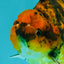 A Grade Tiger Yuanbao Male 4.5 inches #101626YB_34