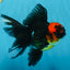LAVA A Grade Tricolor Oranda Male 5 inches #082225OR_22
