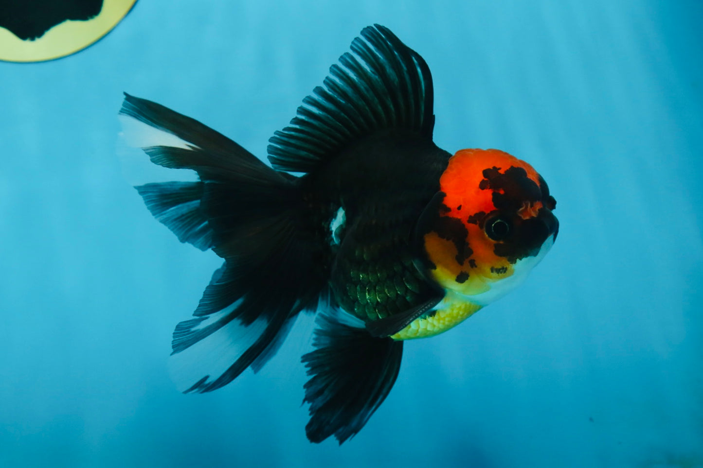LAVA A Grade Tricolor Oranda Male 5 inches #082225OR_22