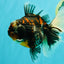 AAA Grade Special Sanke Calico Oranda Female 7 inches #071726OR_04