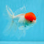 Oranda mâle à casquette rouge de catégorie A, 4,5 pouces #0913OR_05