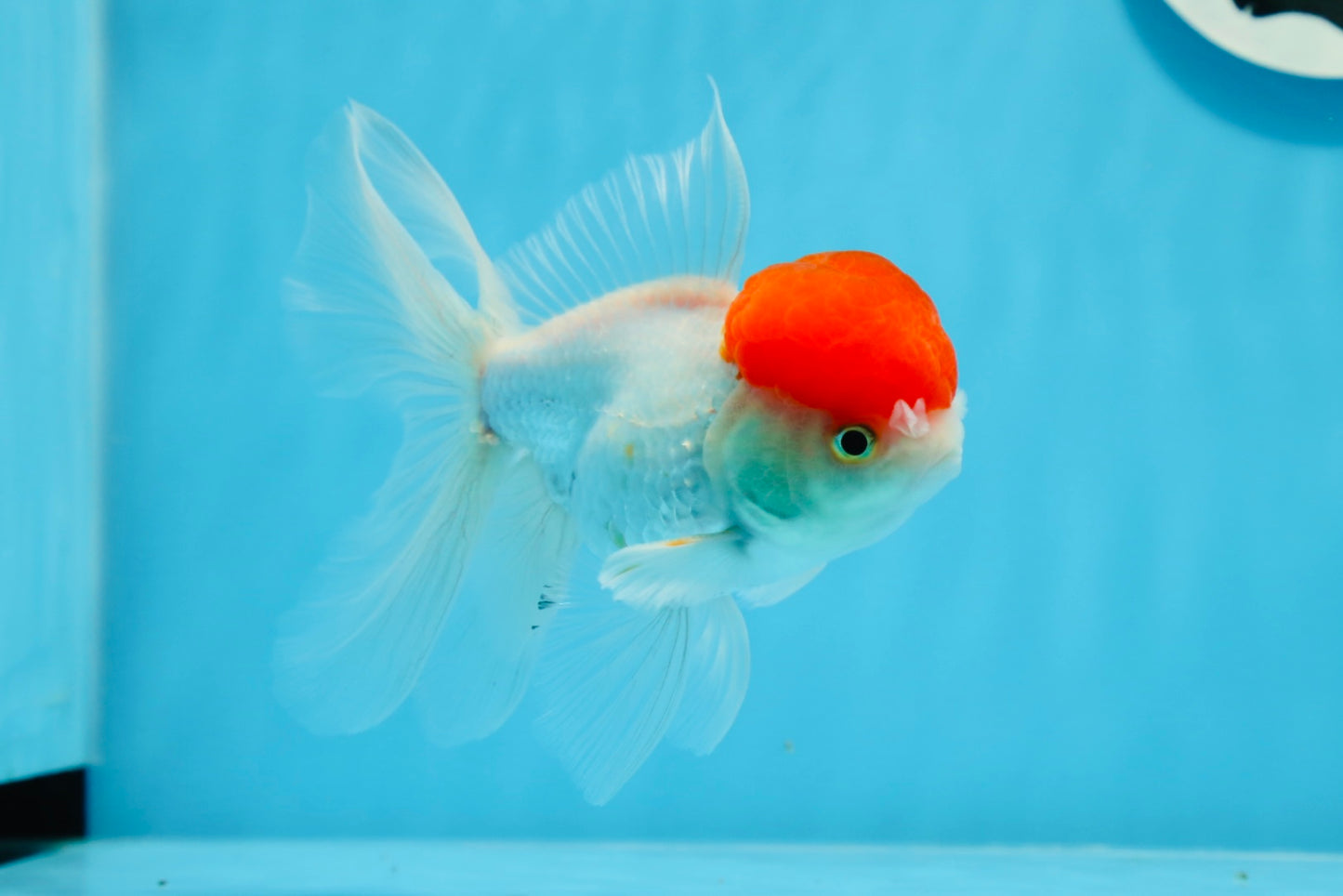 Oranda mâle à casquette rouge de catégorie A, 4,5 pouces #0913OR_05