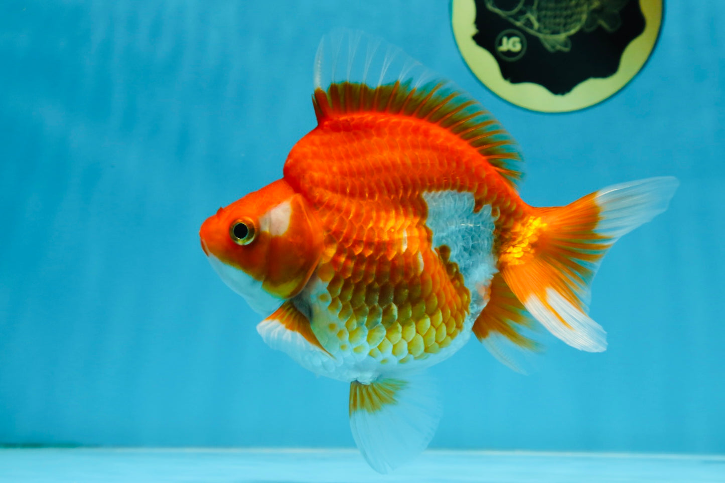 A Grade Ryukin Red White Female 5 inches #070425RK_04