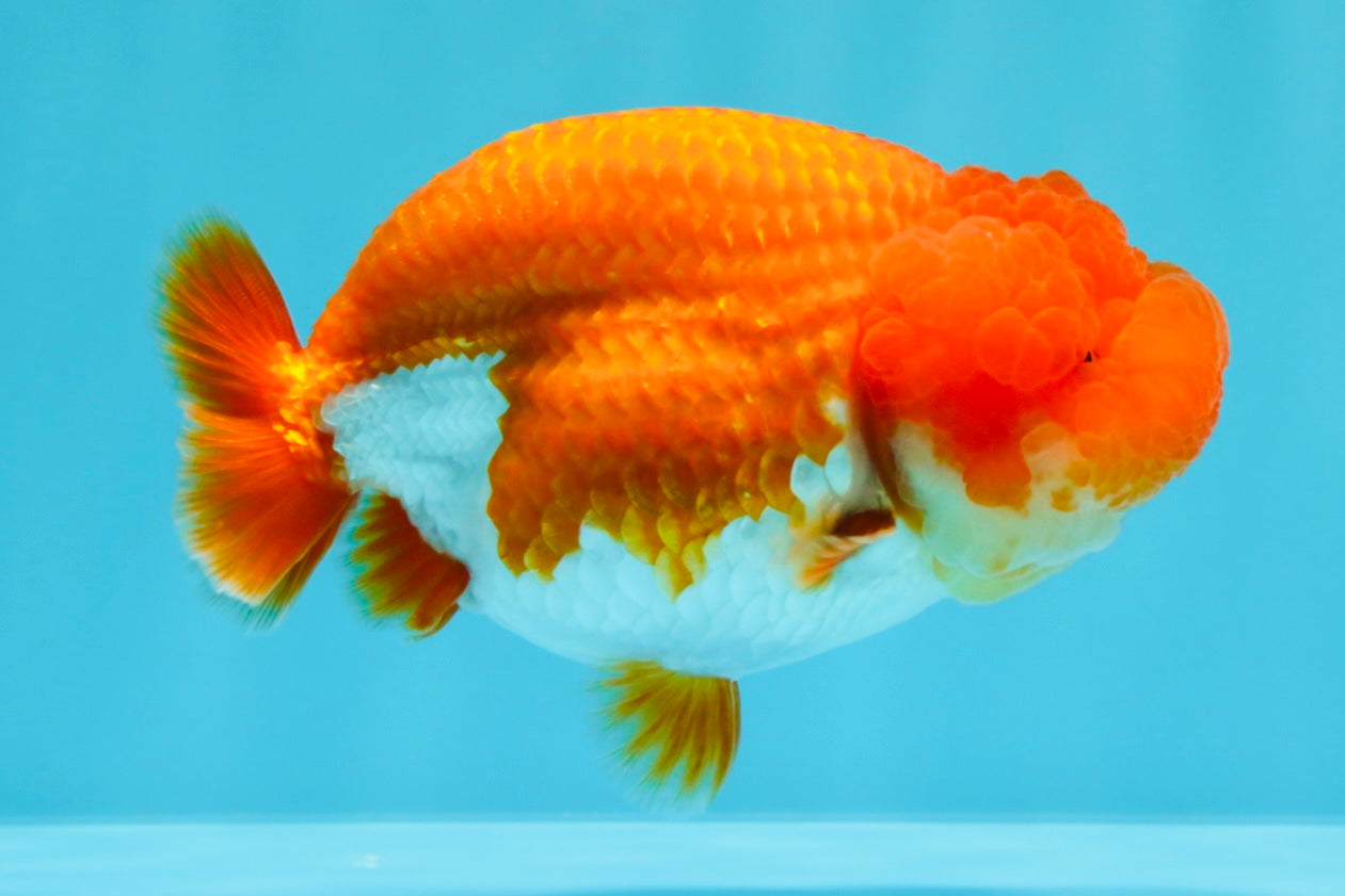 CHUBBY AAA Grade Red White LionQueen 4  inches #022026LC_16