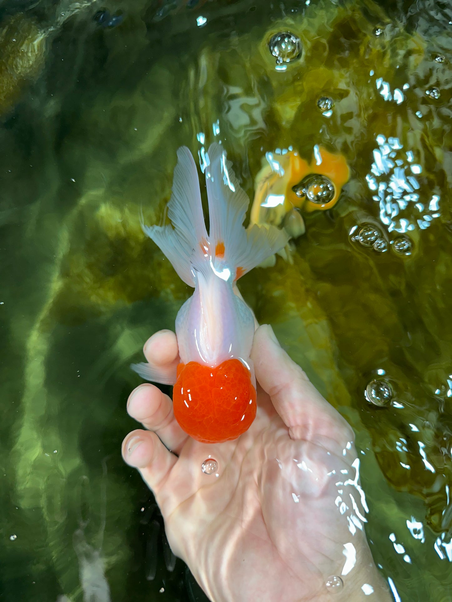 AAA Grade Red Cap Oranda Male 5 inches #050925OR_42