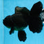 Oranda hembra negra de gran tamaño, grado A, 7-7,5 pulgadas, n.º 0706OR_10