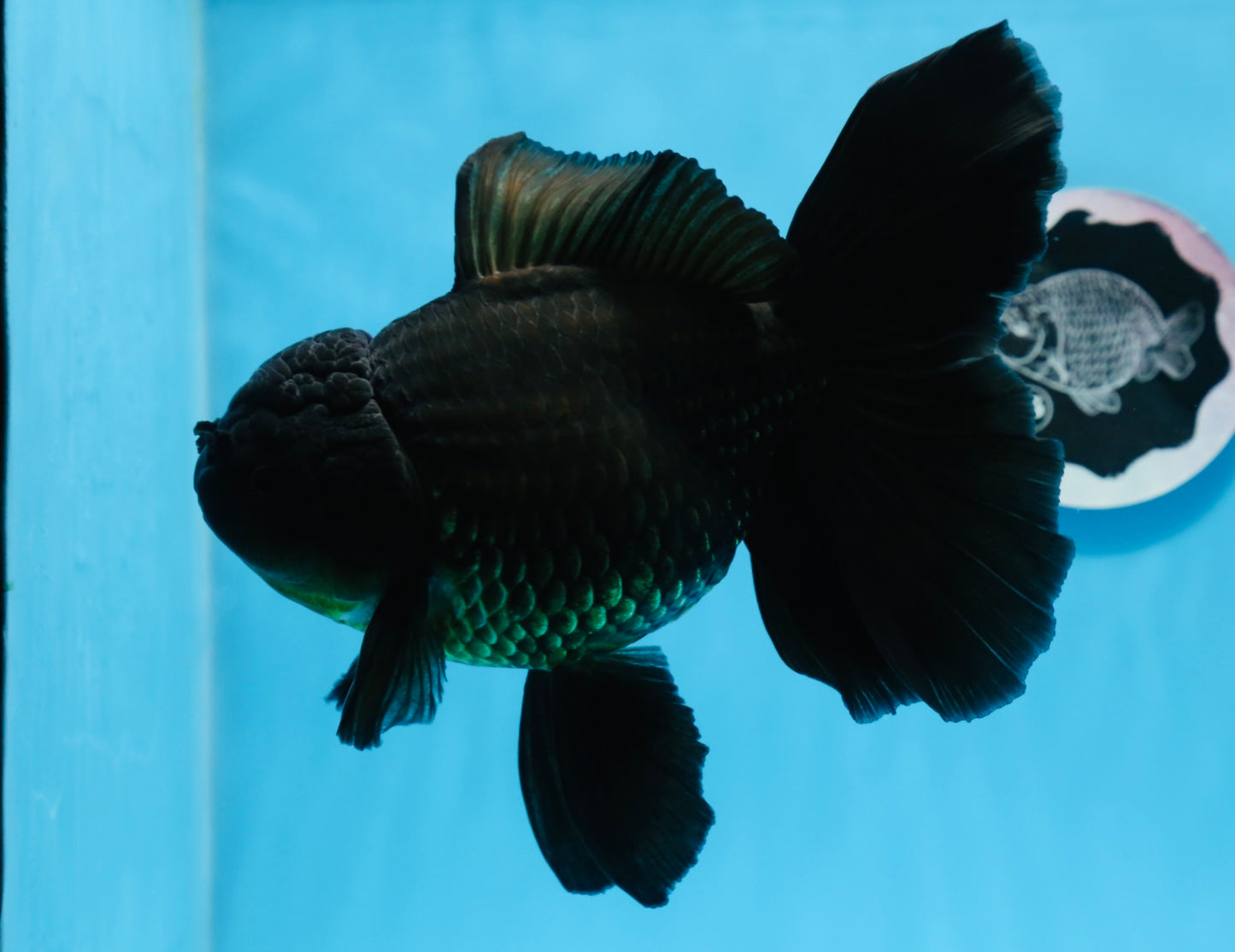 A Grade Big Size Black Oranda Female 7-7.5 inches #0706OR_10